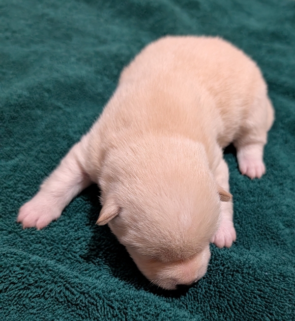Charlie, Shiba Inu male puppy