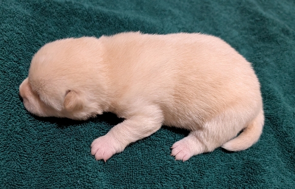 Shiba Inu puppy Charlie