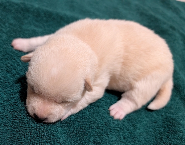 Shiba Inu puppy Charlie