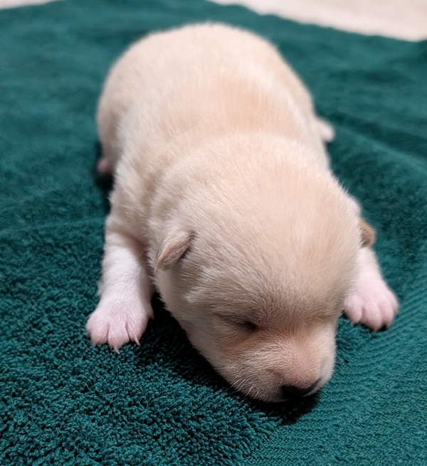 Shiba Inu puppy Charlie