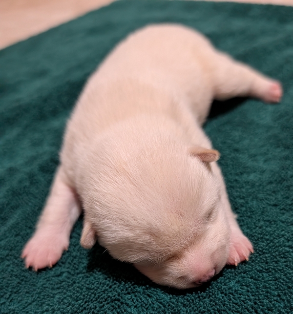 Chase, Shiba Inu male puppy