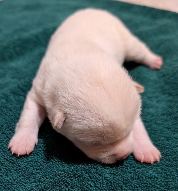 Shiba Inu puppy Chase