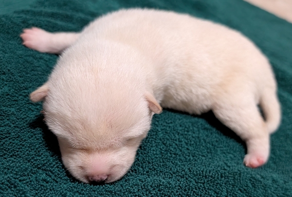 Shiba Inu puppy Chase