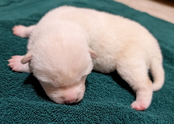 Shiba Inu puppy Chase