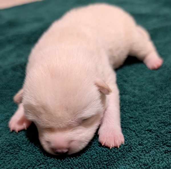 Shiba Inu puppy Chase