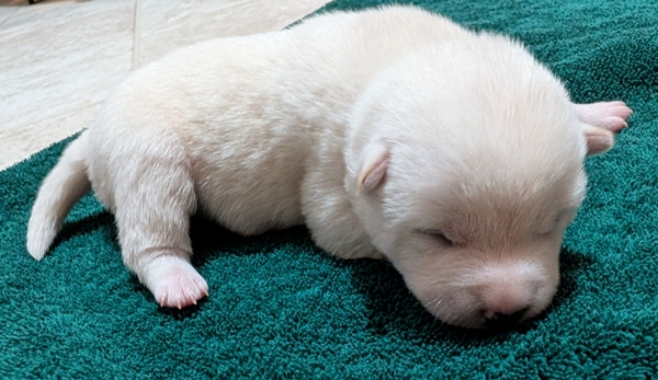 Clyde, Shiba Inu male puppy
