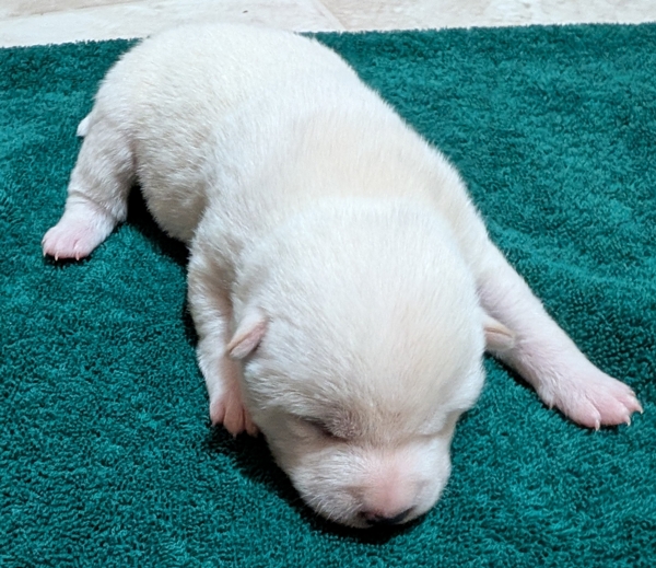 Shiba Inu puppy Clyde