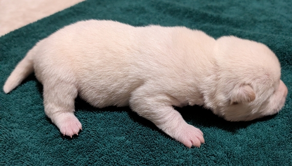 Shiba Inu puppy Clyde