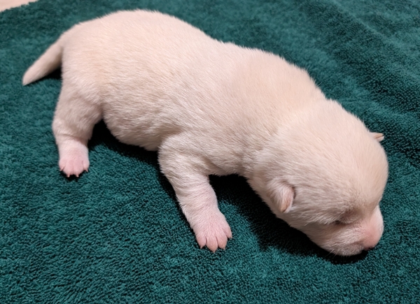 Shiba Inu puppy Clyde