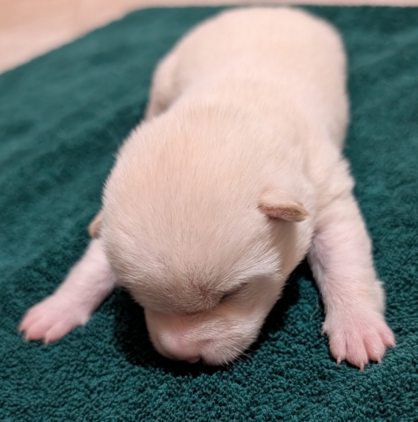 Shiba Inu puppy Cody