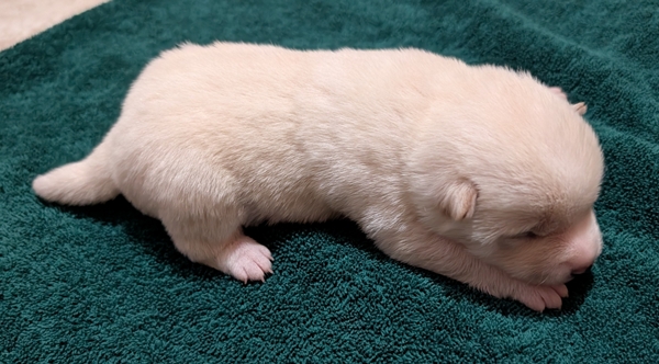 Shiba Inu puppy Cody