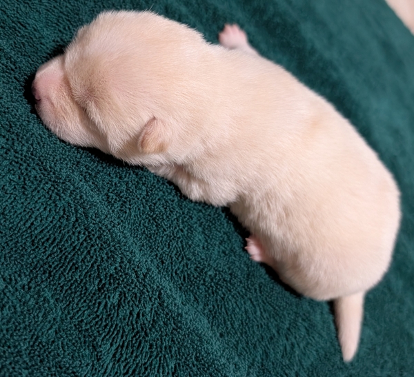 Cooper, Shiba Inu male puppy