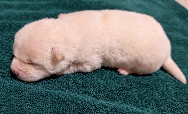 Shiba Inu puppy Cooper