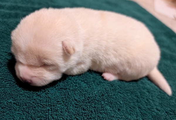 Shiba Inu puppy Cooper