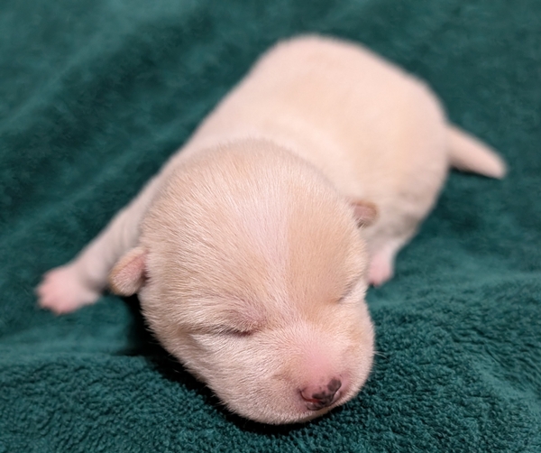 Shiba Inu puppy Cooper