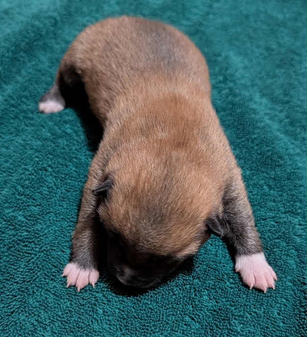 Copper, Shiba Inu male puppy