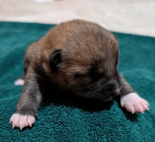 Shiba Inu puppy Copper