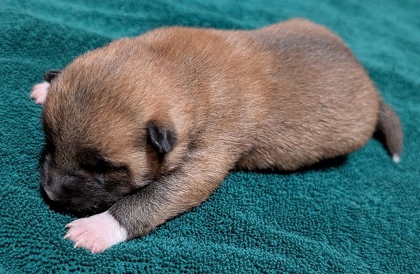 Shiba Inu puppy Copper