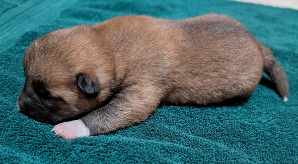 Shiba Inu puppy Copper