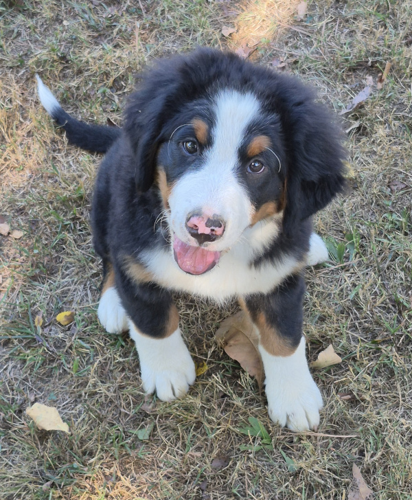 Bernese Mountain Dog puppy, Megan