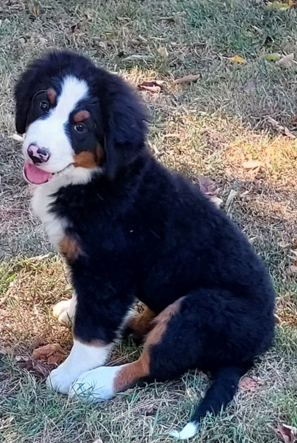 Bernese Mountain Dog puppy, Megan