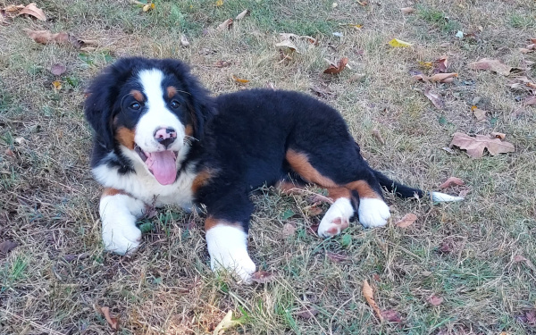 Bernese Mountain Dog puppy, Megan