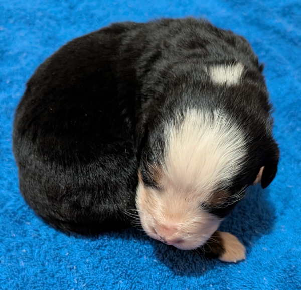 Bernese Mountain Dog puppy Barrett