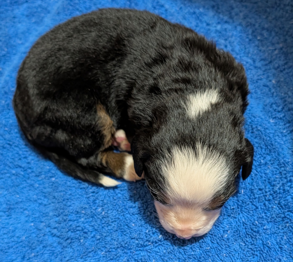 Bernese Mountain Dog puppy Barrett