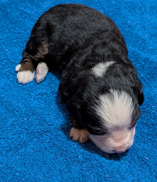 Bernese Mountain Dog puppy Barrett