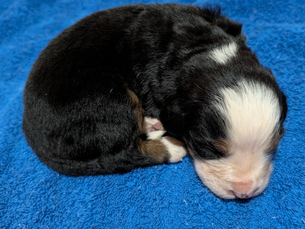 Bernese Mountain Dog puppy Barrett