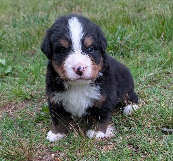 Bernese Mountain Dog puppy Beau