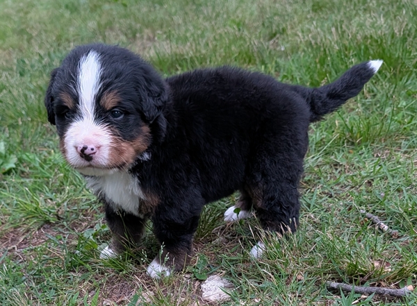 Bernese Mountain Dog puppy Beau