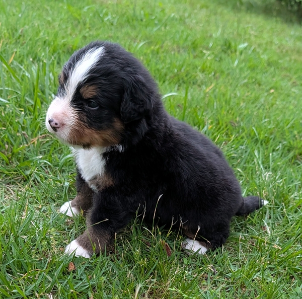 Bernese Mountain Dog puppy Beau