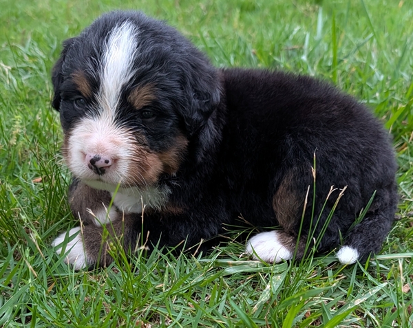 Bernese Mountain Dog puppy Beau