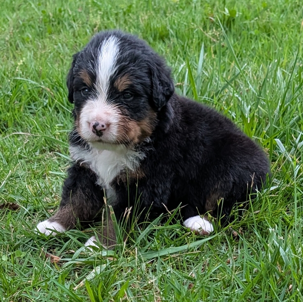 Bernese Mountain Dog puppy Beau