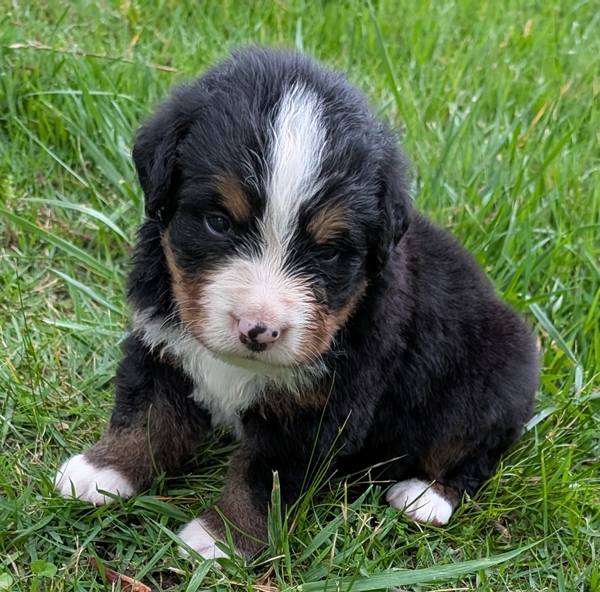 Bernese Mountain Dog puppy Beau