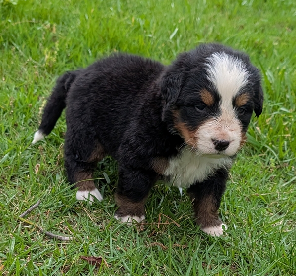 Bernese Mountain Dog puppy Caiden