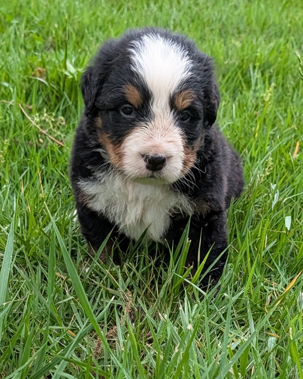 Bernese Mountain Dog puppy Caiden