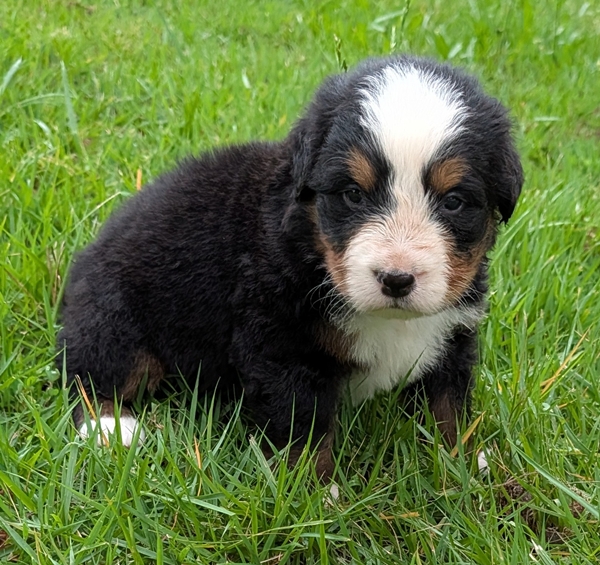 Bernese Mountain Dog puppy Caiden