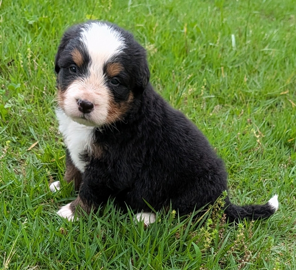 Bernese Mountain Dog puppy Caiden