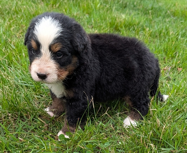 Bernese Mountain Dog puppy Caiden