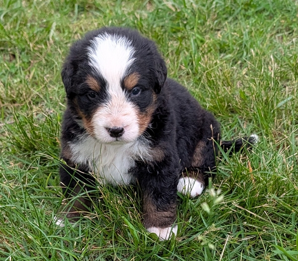 Bernese Mountain Dog puppy Caiden