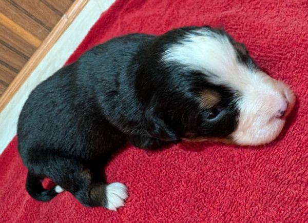 Bernese Mountain Dog puppy Calysta