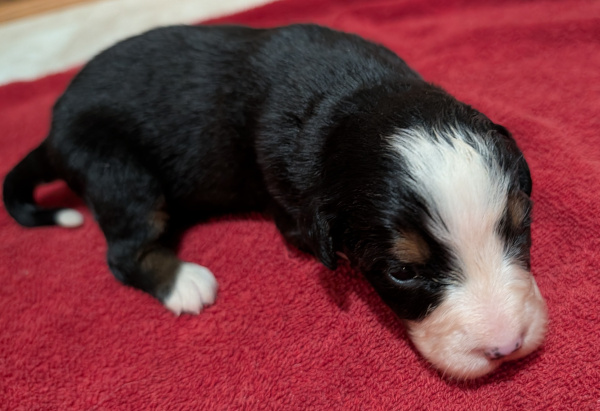 Bernese Mountain Dog puppy Calysta