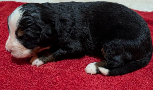Bernese Mountain Dog puppy Calysta