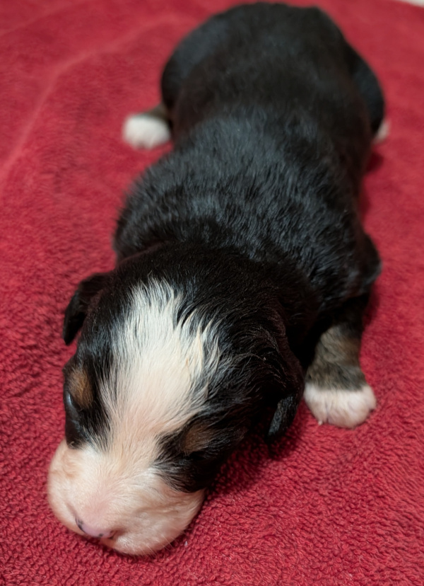Bernese Mountain Dog puppy Calysta