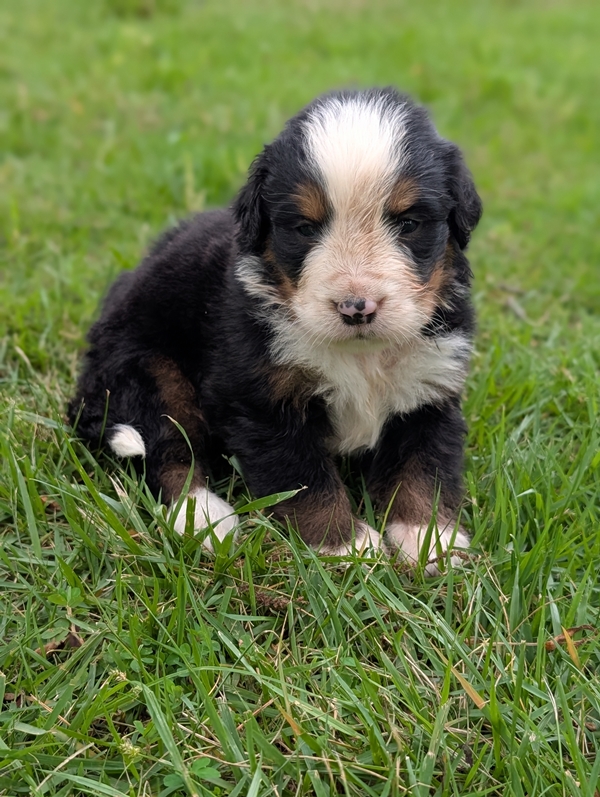 Bernese Mountain Dog puppy Carlos