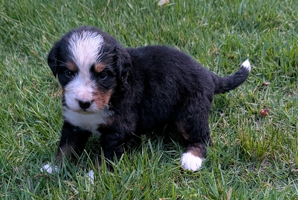 Bernese Mountain Dog puppy Carrie
