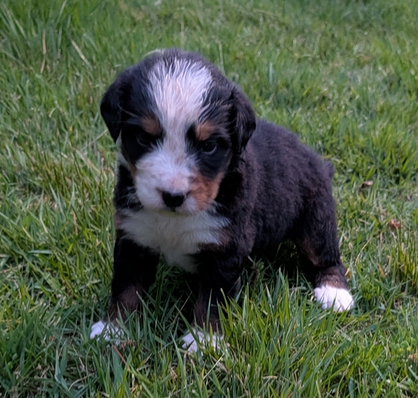 Bernese Mountain Dog puppy Carrie