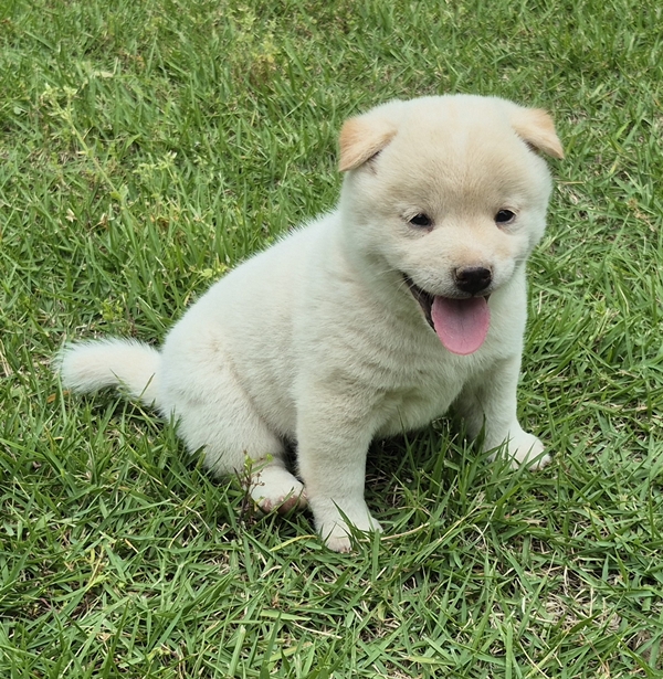 Casper, Shiba Inu male puppy